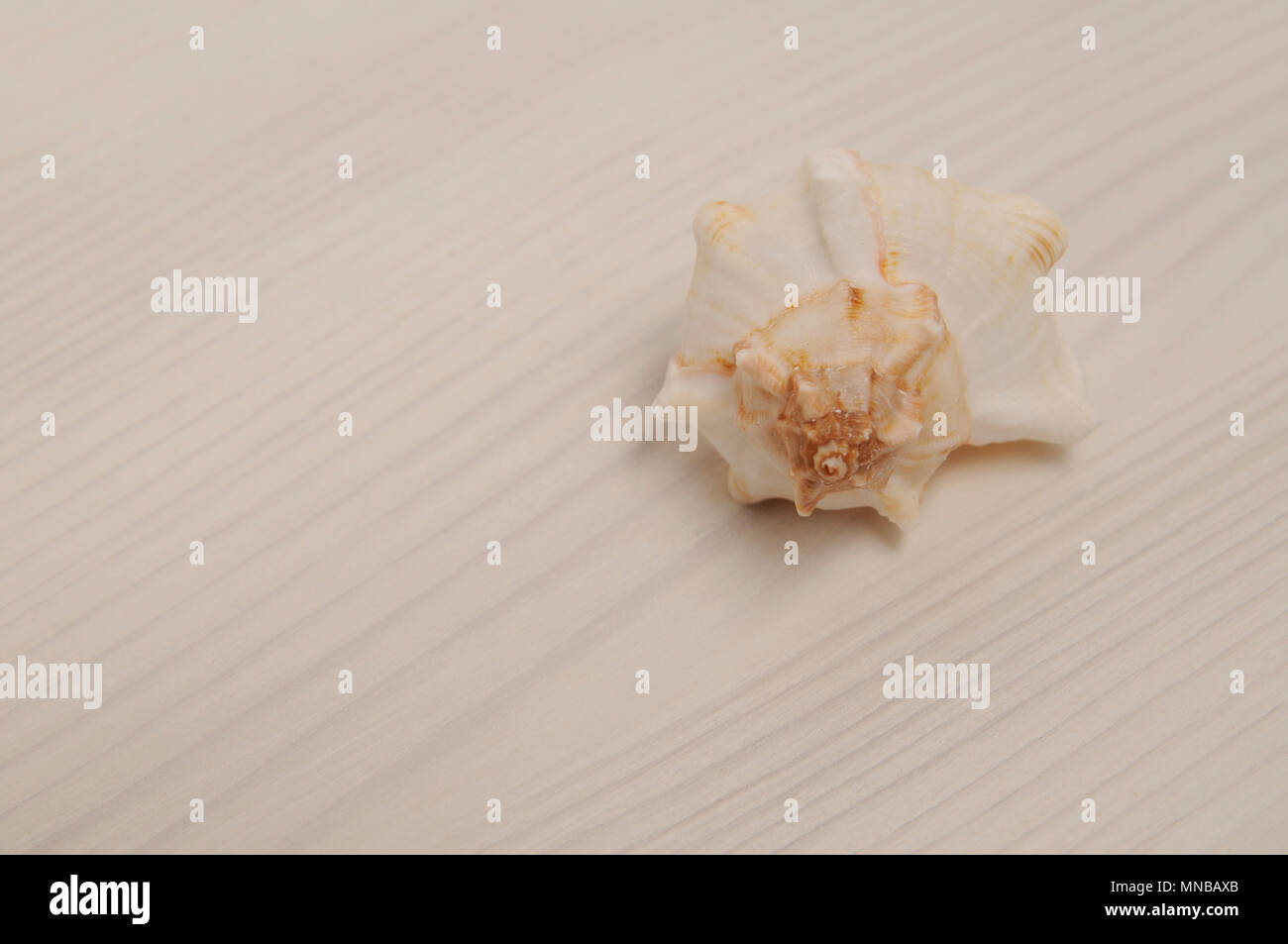 Seashell on wooden backround with copy space Stock Photo