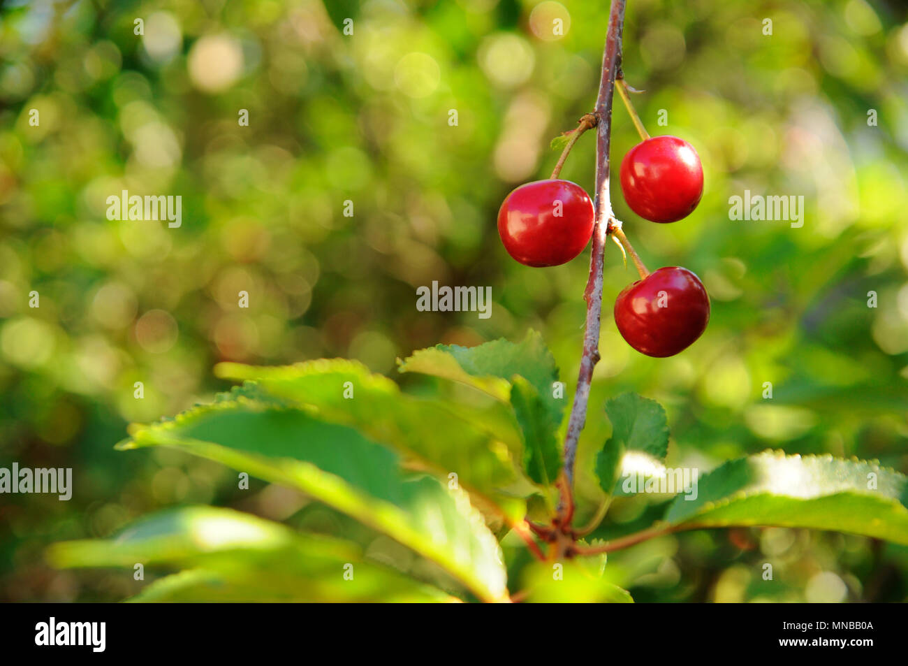 Three red sour cherries on a branch Stock Photo