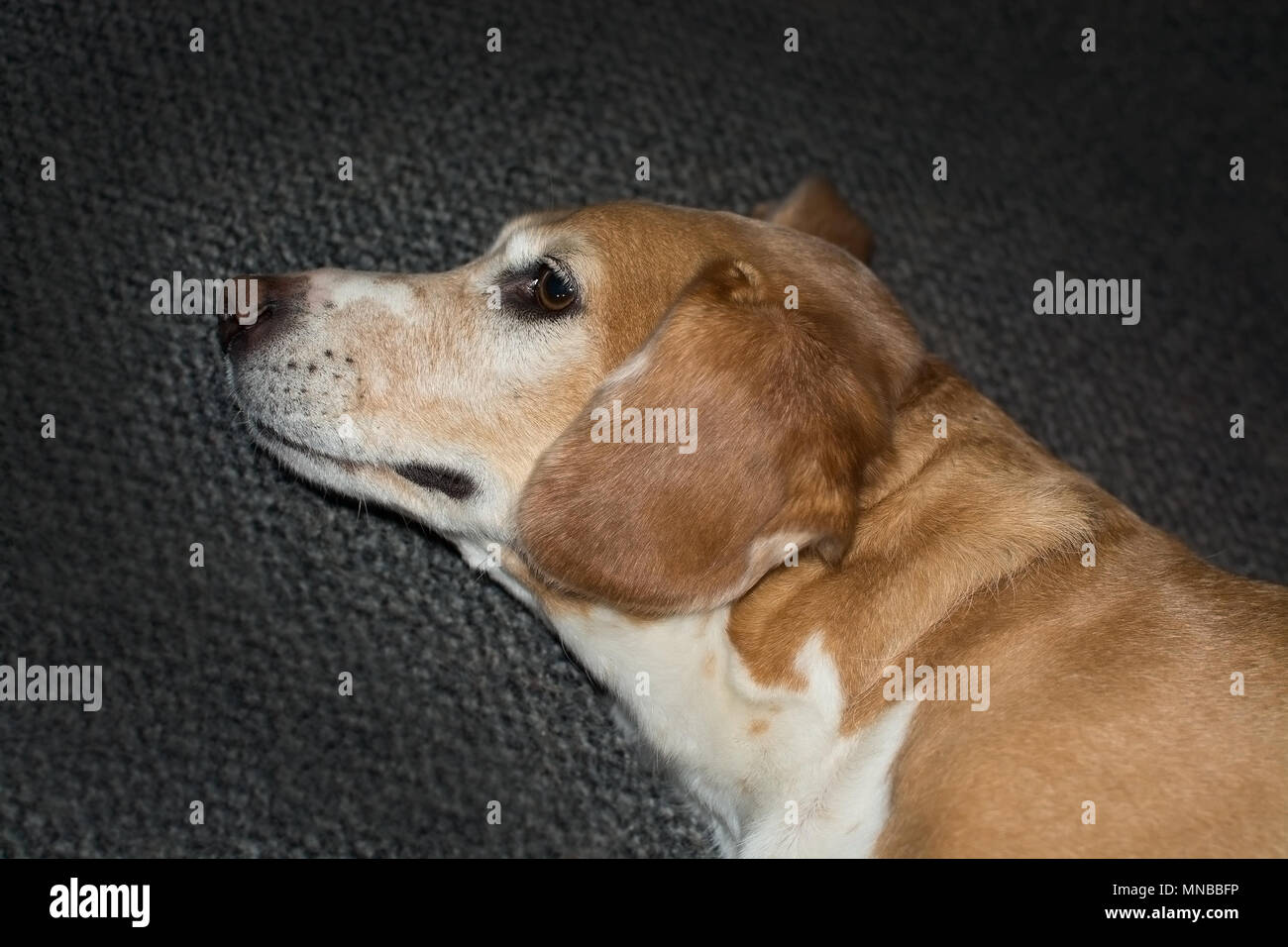 Cute bassett beagle dog with funny look aware but refusing to look Stock Photo
