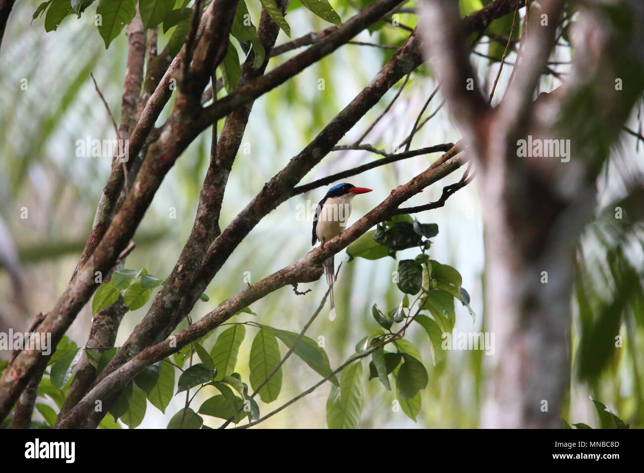 Common paradise kingfisher (Tanysiptera galatea doris) in Morotai