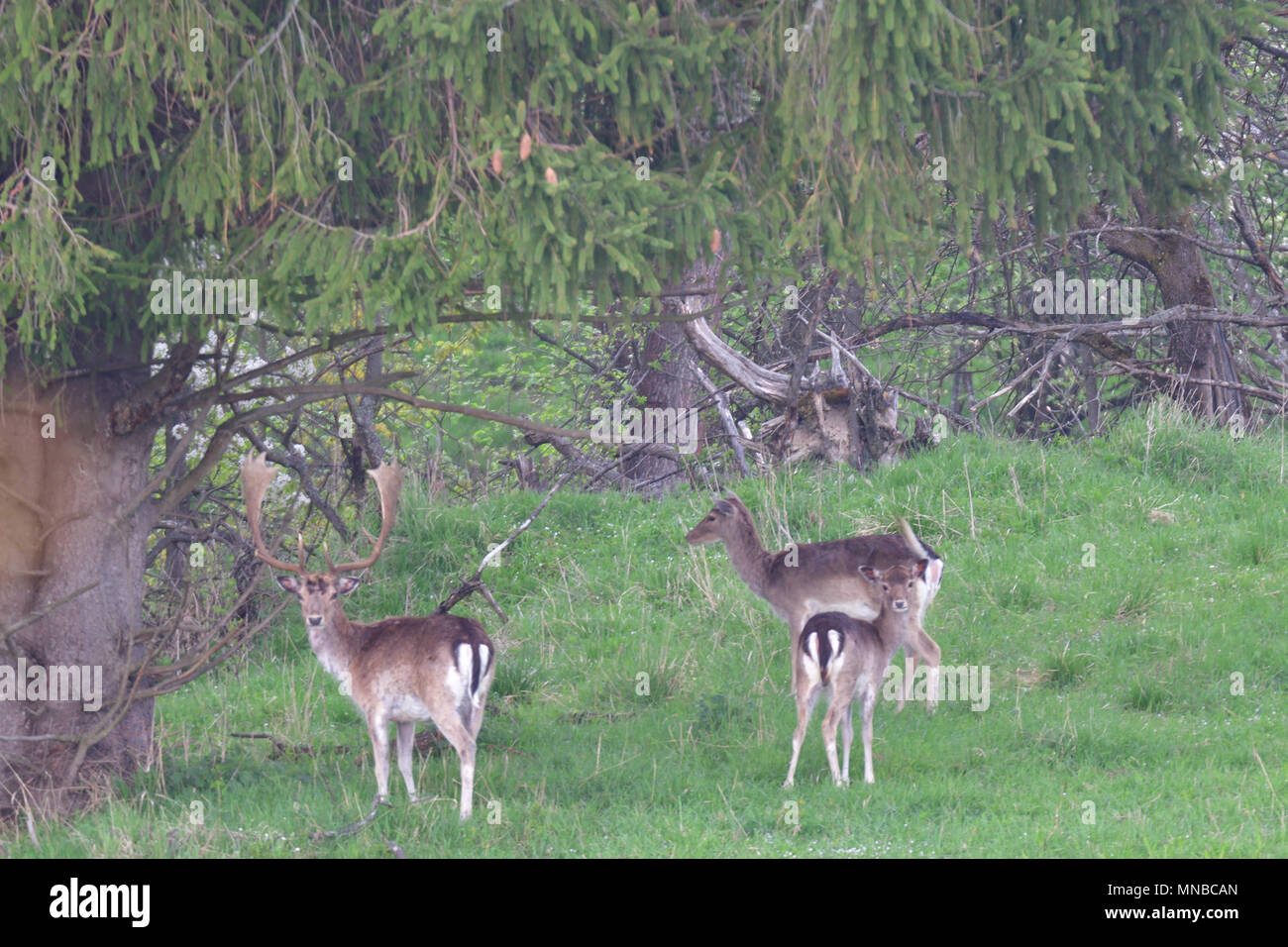 Fodder Rack Animals Fodder Rack For Deer High Resolution Stock Photography and Images - Alamy
