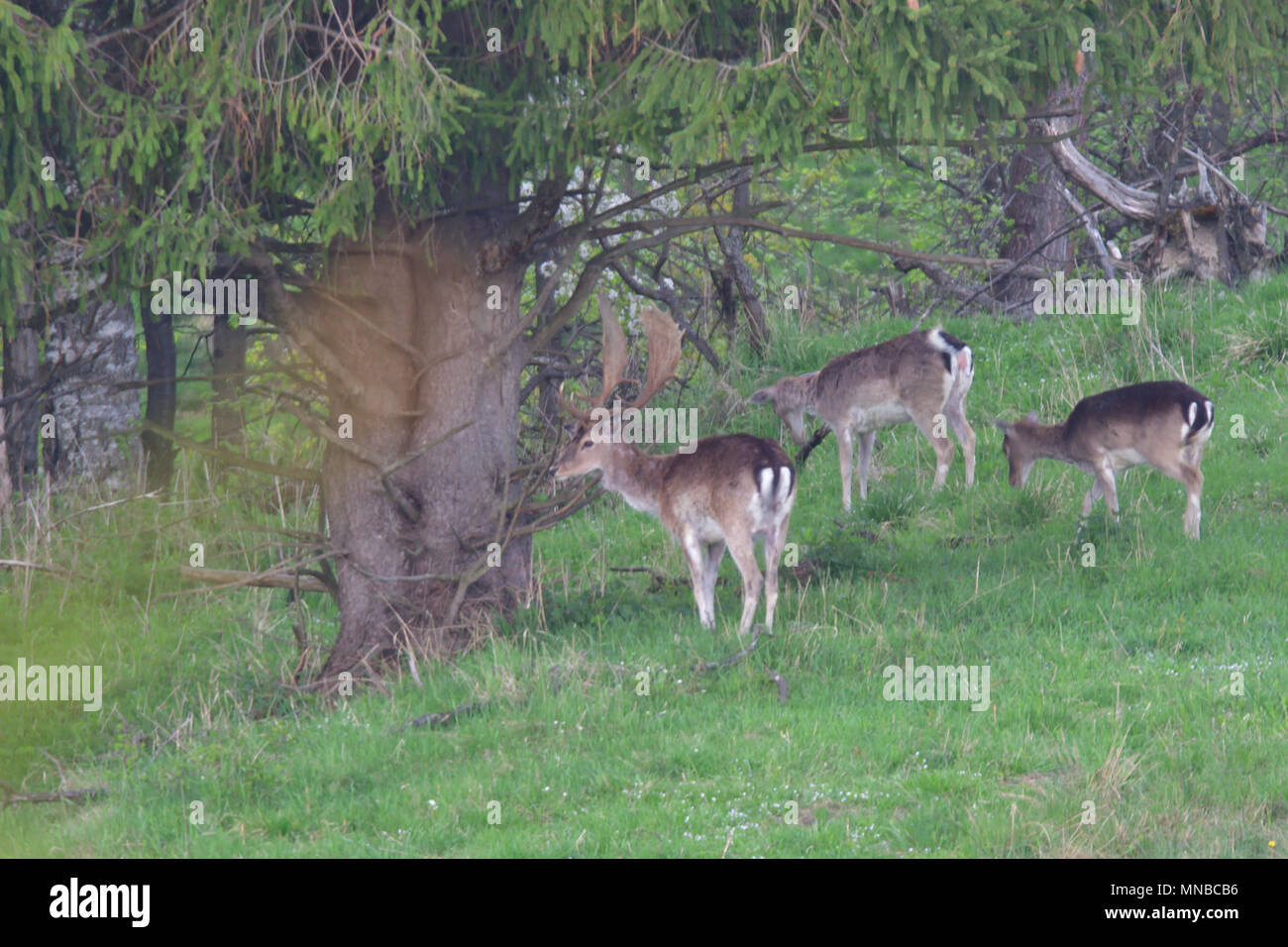 Fodder Rack Animals Fodder Rack For Deer High Resolution Stock Photography and Images - Alamy