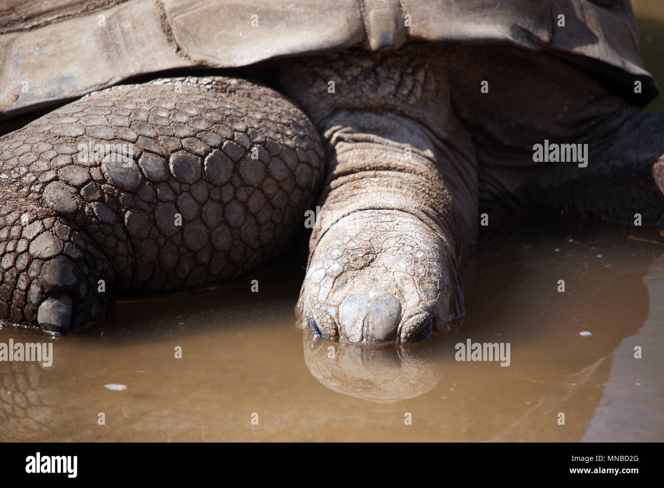 Giant tortoise drinking Stock Photo - Alamy