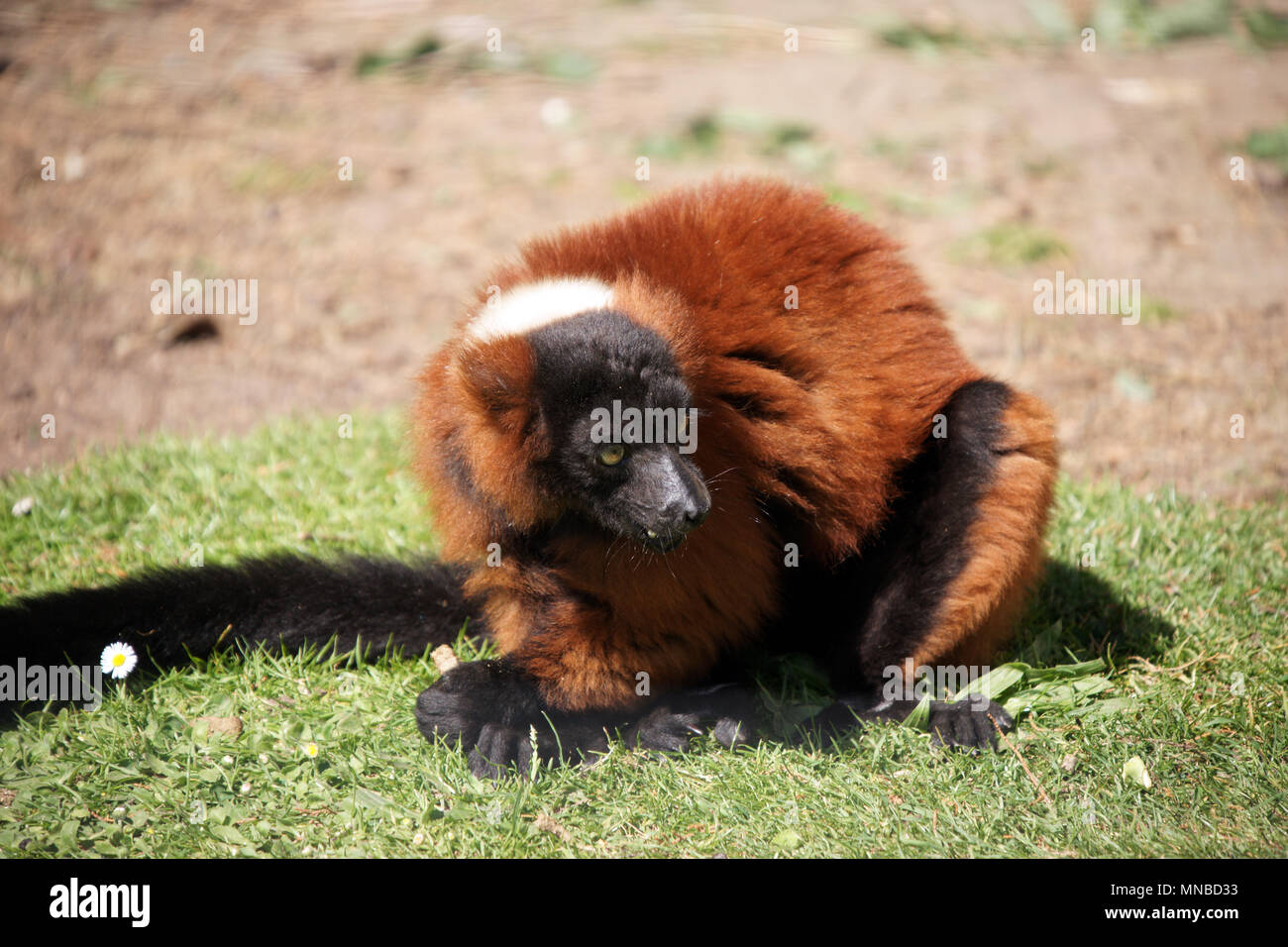 Red Ruffed Lemar Red ruffed lemur Stock Photo - Alamy