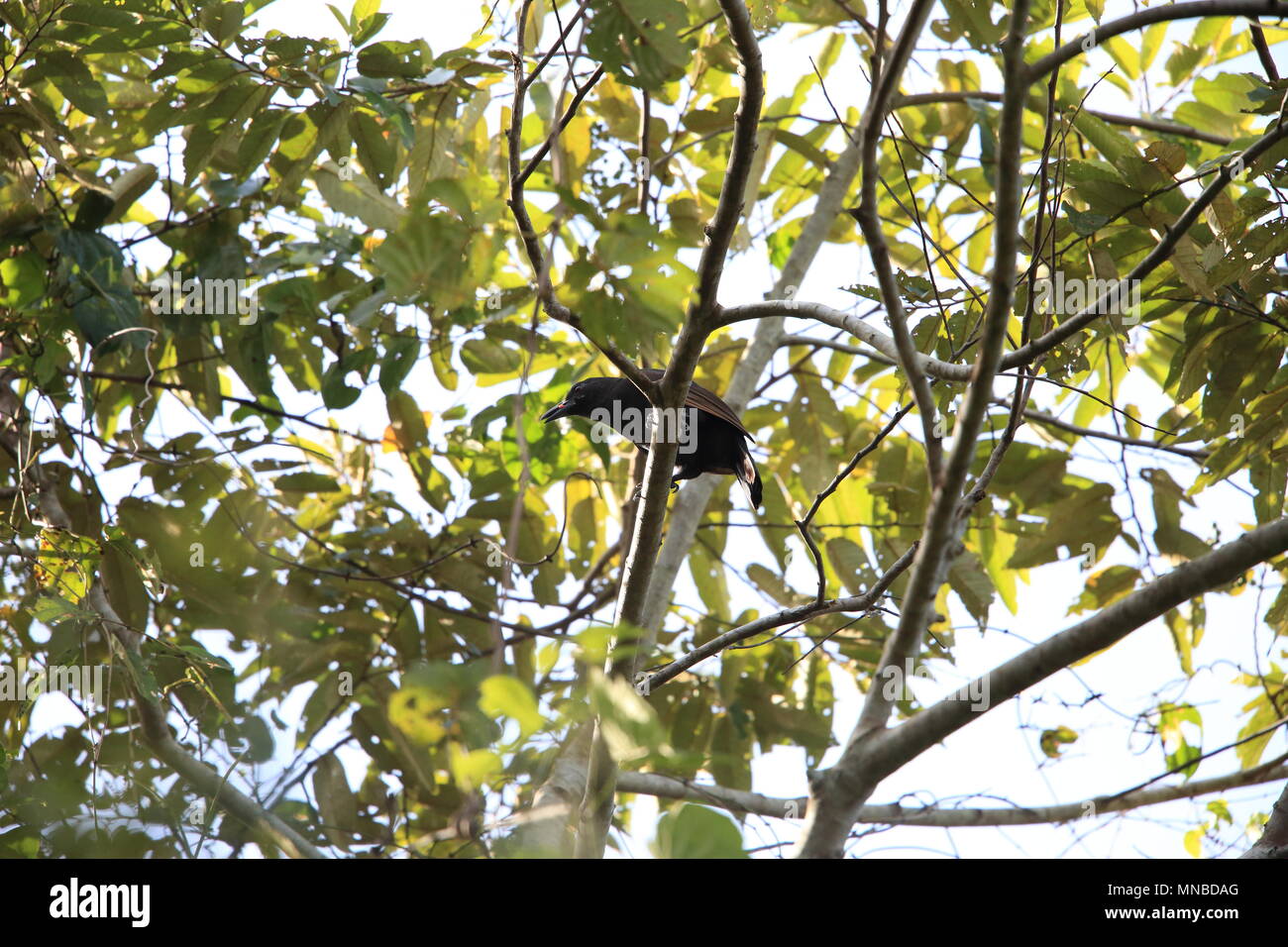 Halmahera Paradise-crow (Lycocorax pyrrhopterus) in Halmahera Island,Indonesia Stock Photo