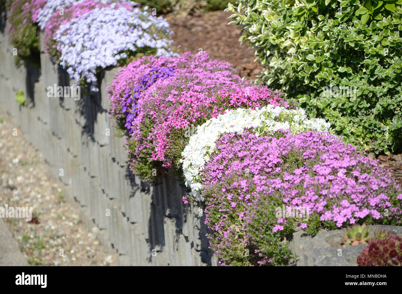 Color variations of aubrietia on a stone pitching. Stock Photo