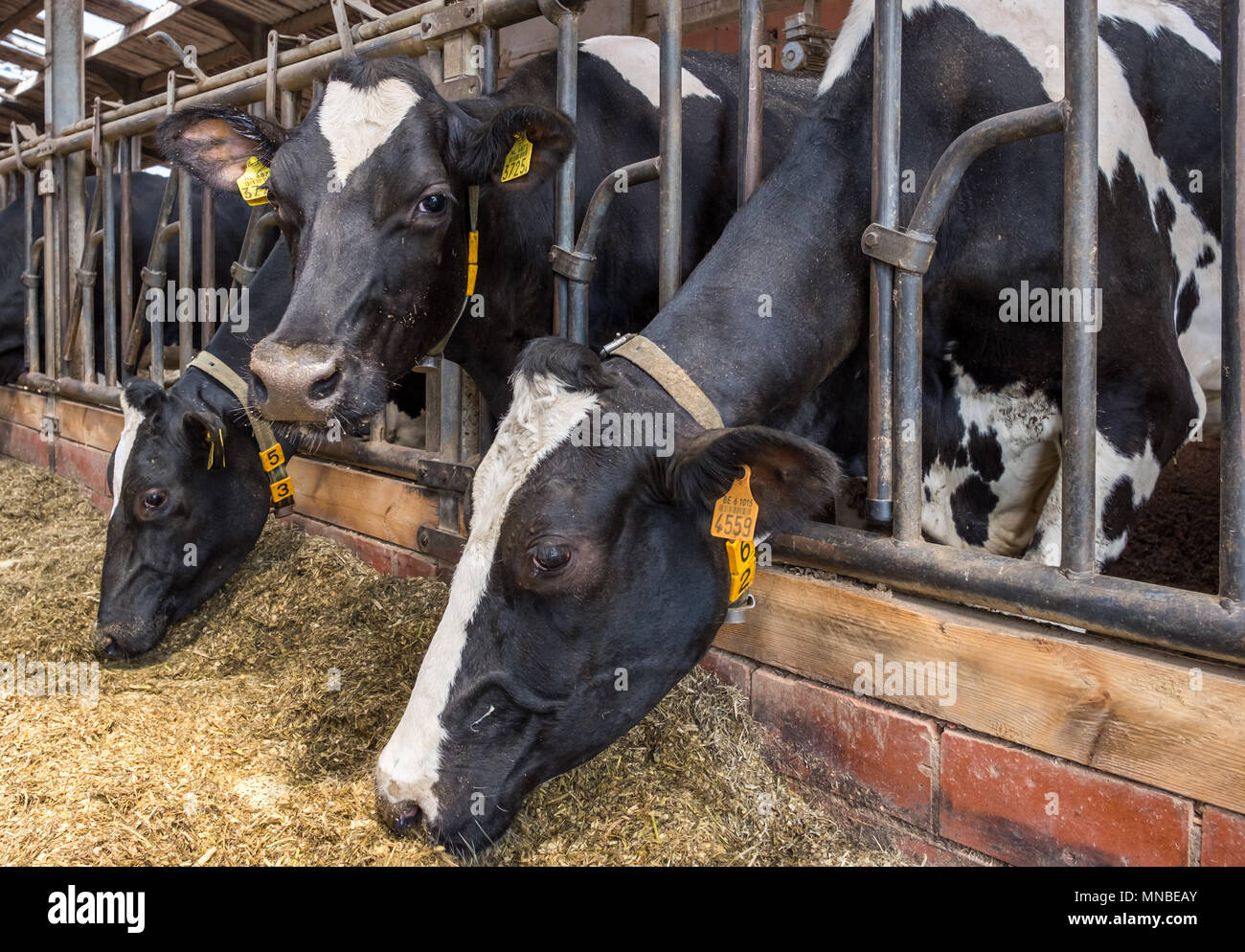 Black and white dairy cows in a farm Stock Photo