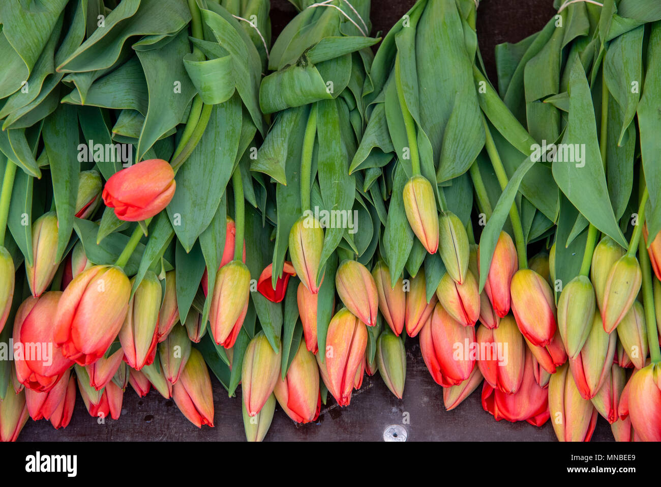 Orange tulips for sale at a market Stock Photo Alamy