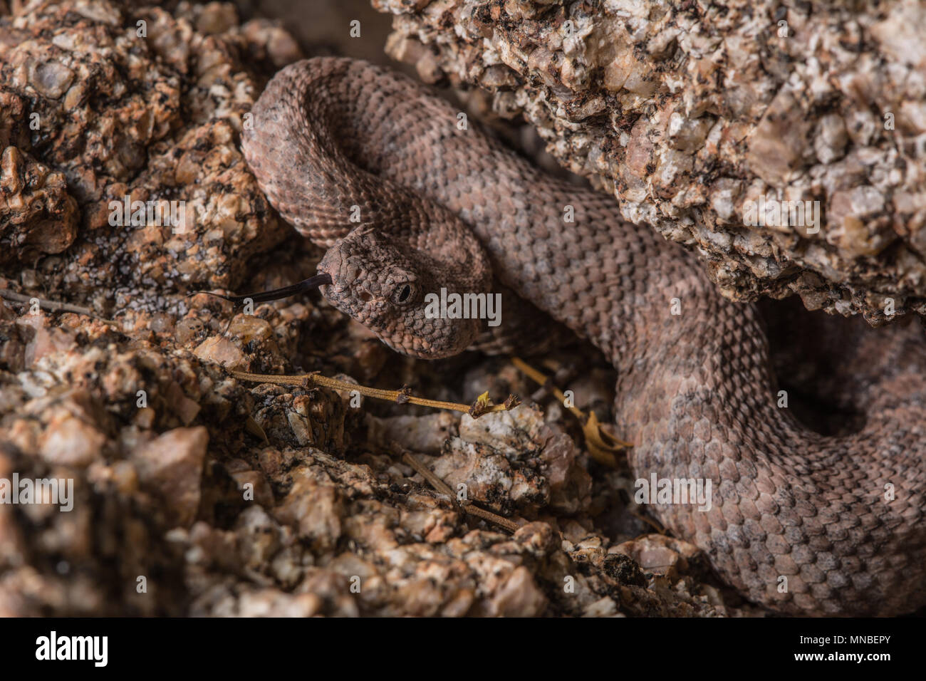 Baby rattlesnake hires stock photography and images Alamy