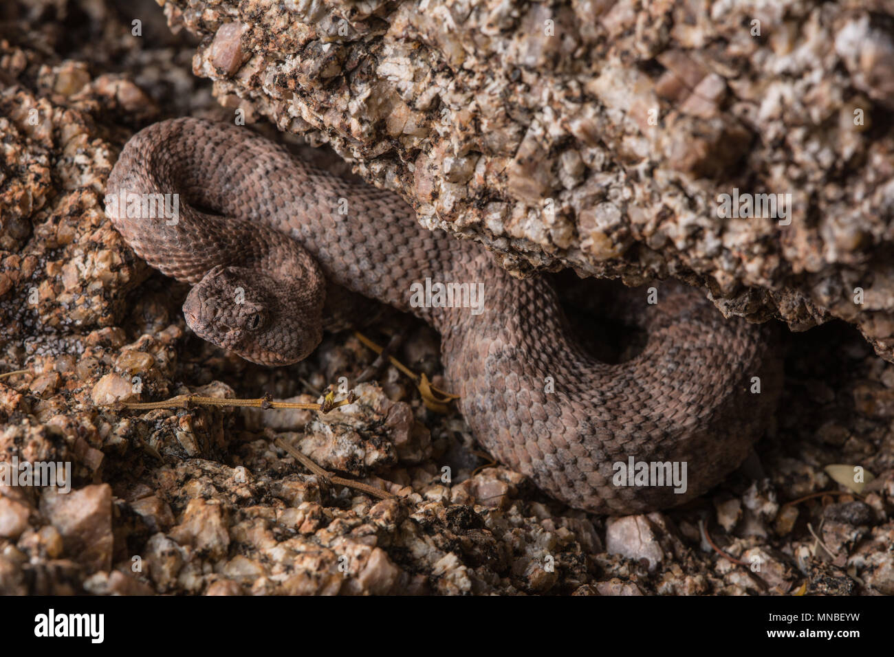 Southwestern Speckled Rattlesnake (Crotalus pyrrhus) from Maricopa