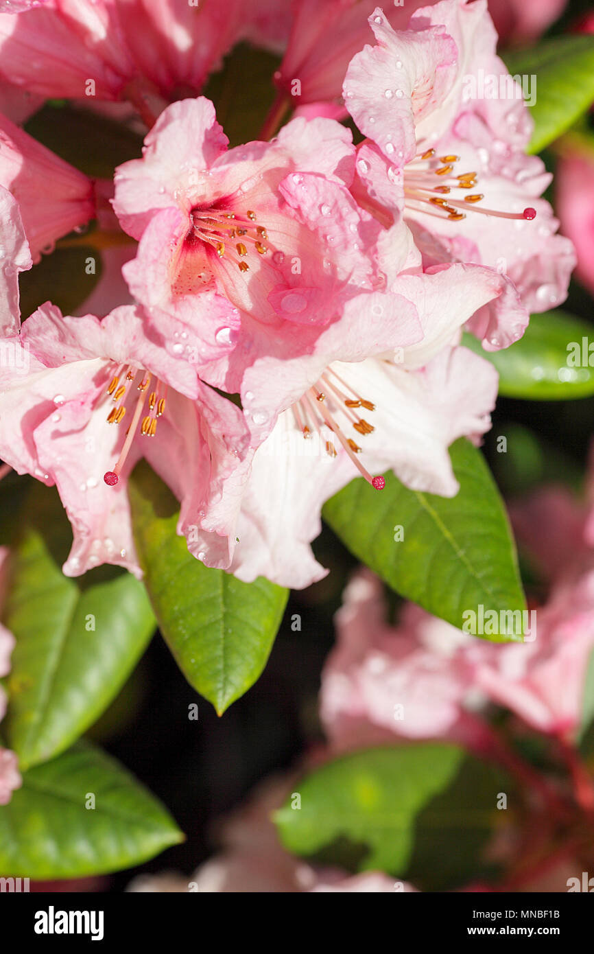 Rhododendron  'Winsome', viewed here at springtime in the Peter Wheeler's (photographer) front garden in Shropshire. Stock Photo