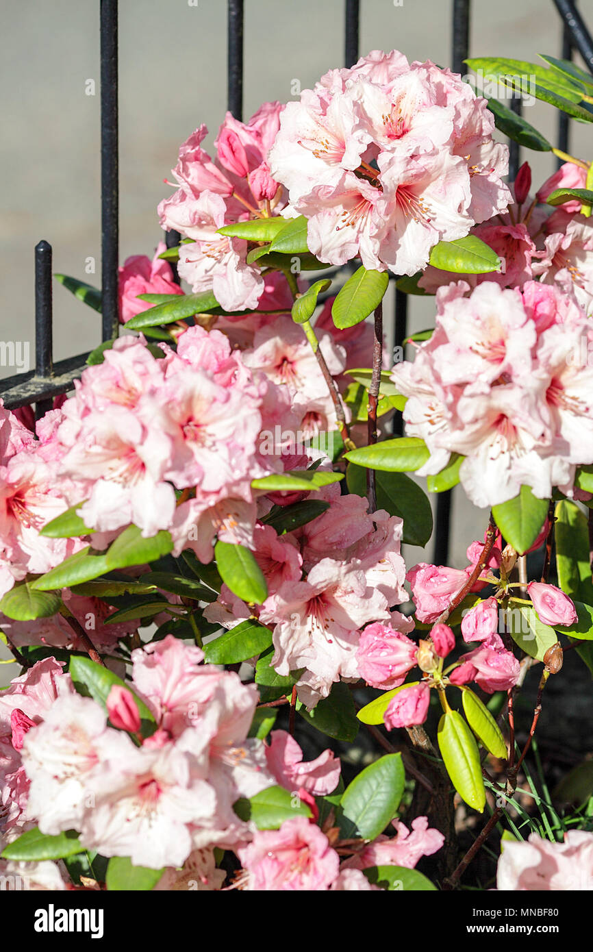 Rhododendron winsome hi-res stock photography and images - Alamy
