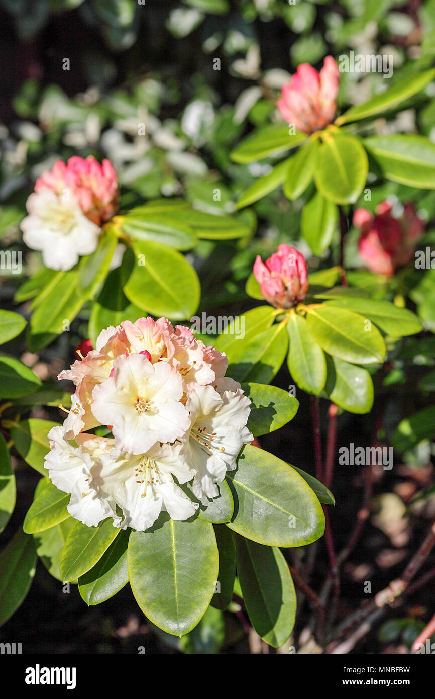 Rhododendron “Horizon Monarch”, captured here in early spring in the
