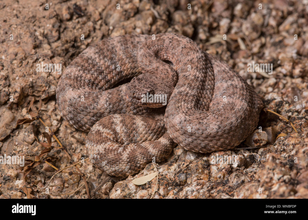 Baby rattlesnake hires stock photography and images Alamy
