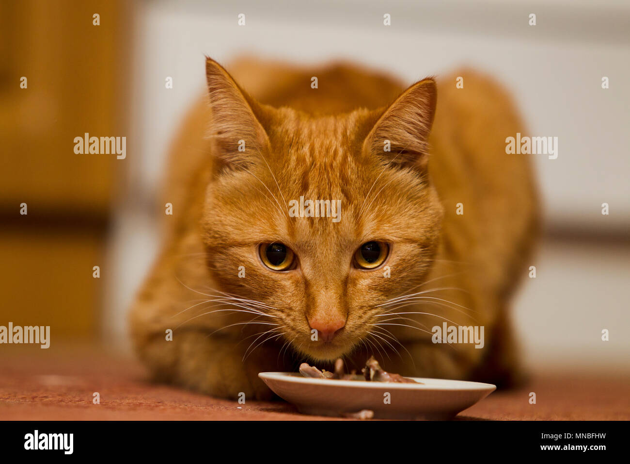 Red cat eats from a bowl on the floor, Artifical light Stock Photo