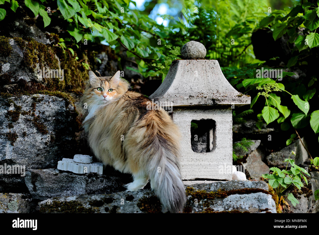 Norwegian forest cat female standing on stones Stock Photo