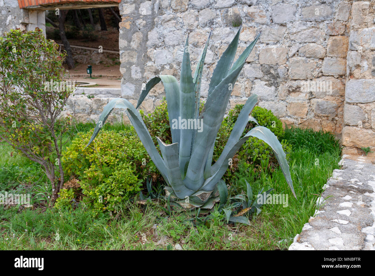 An agave salmiana cactus plant in the Old City of Dubrovnik, Croatia. Stock Photo