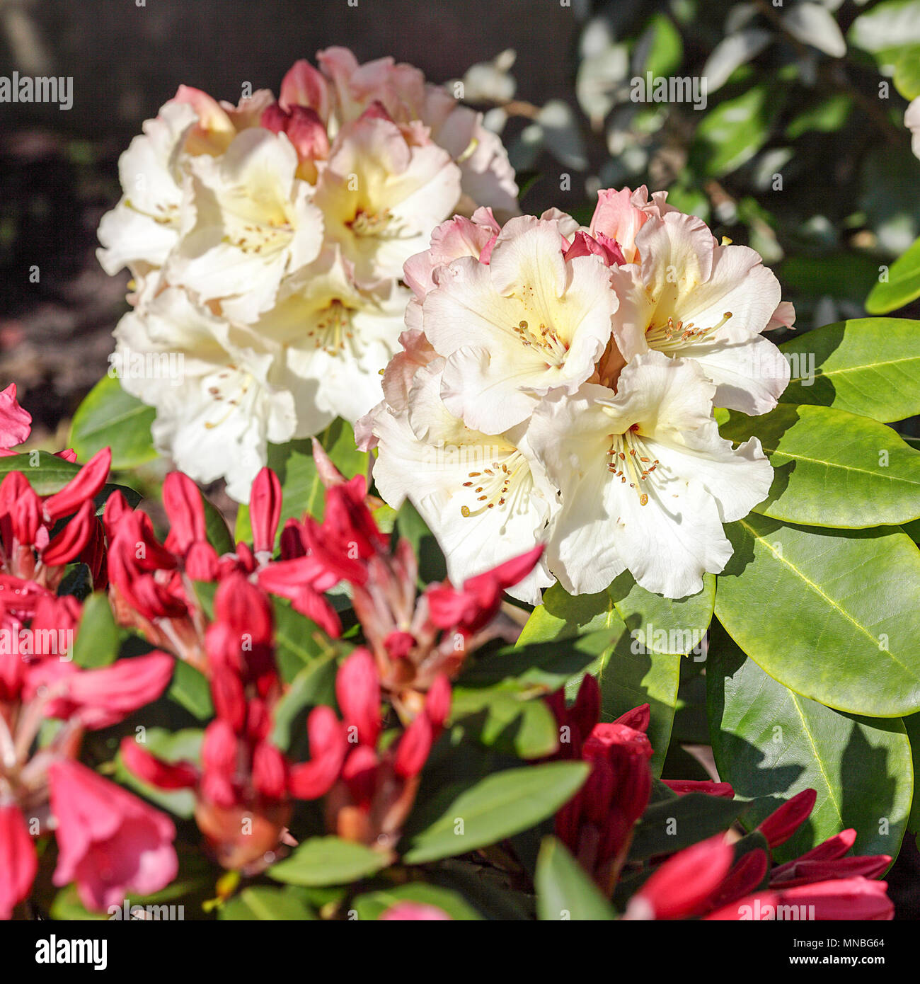 Rhododendrons winsome and horizon monarch hi-res stock photography and