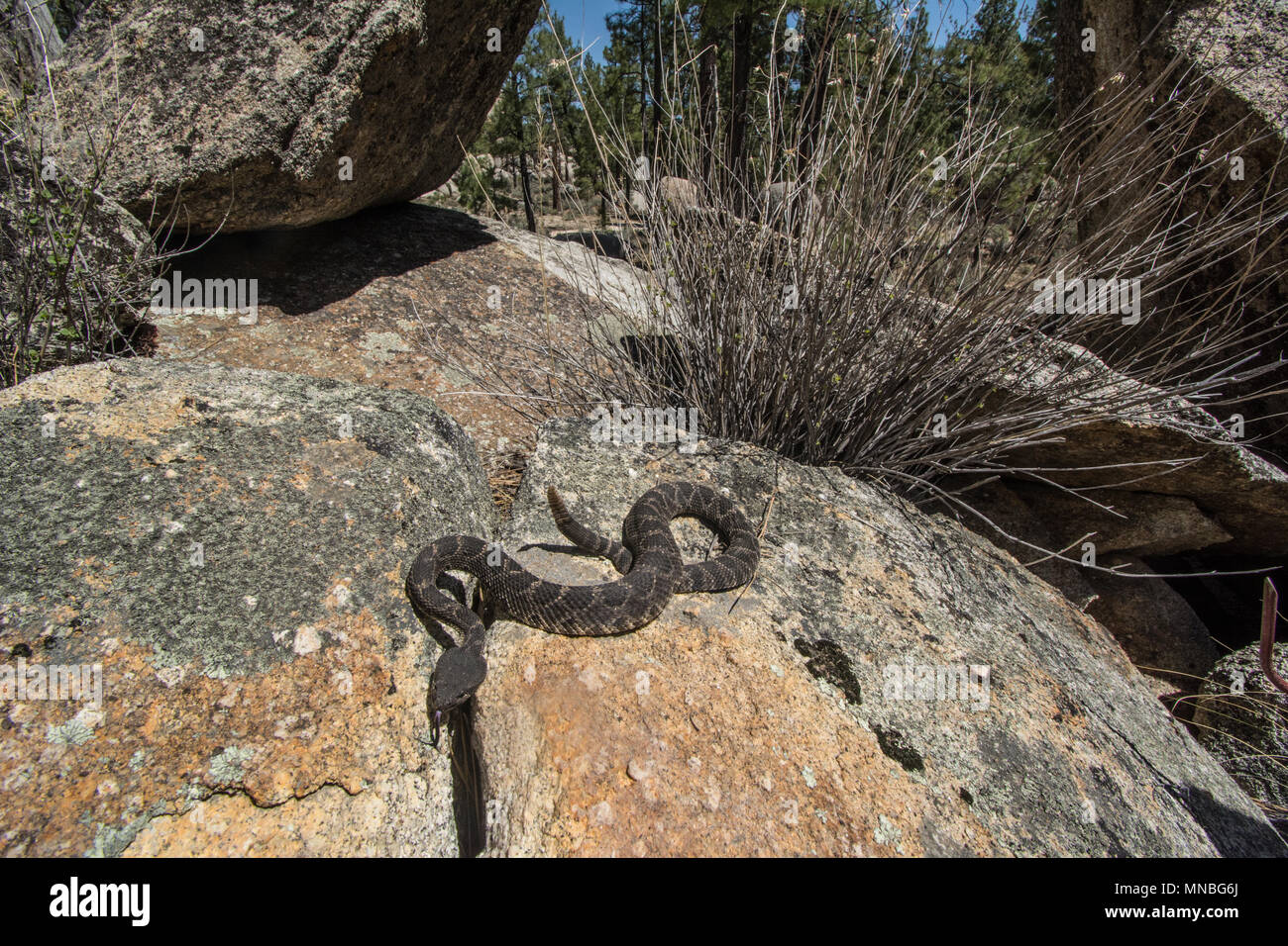 Southern Pacific Rattlesnake (Crotalus oreganus helleri) from the Sierra Jurarez, Baja California, Mexico. Stock Photo