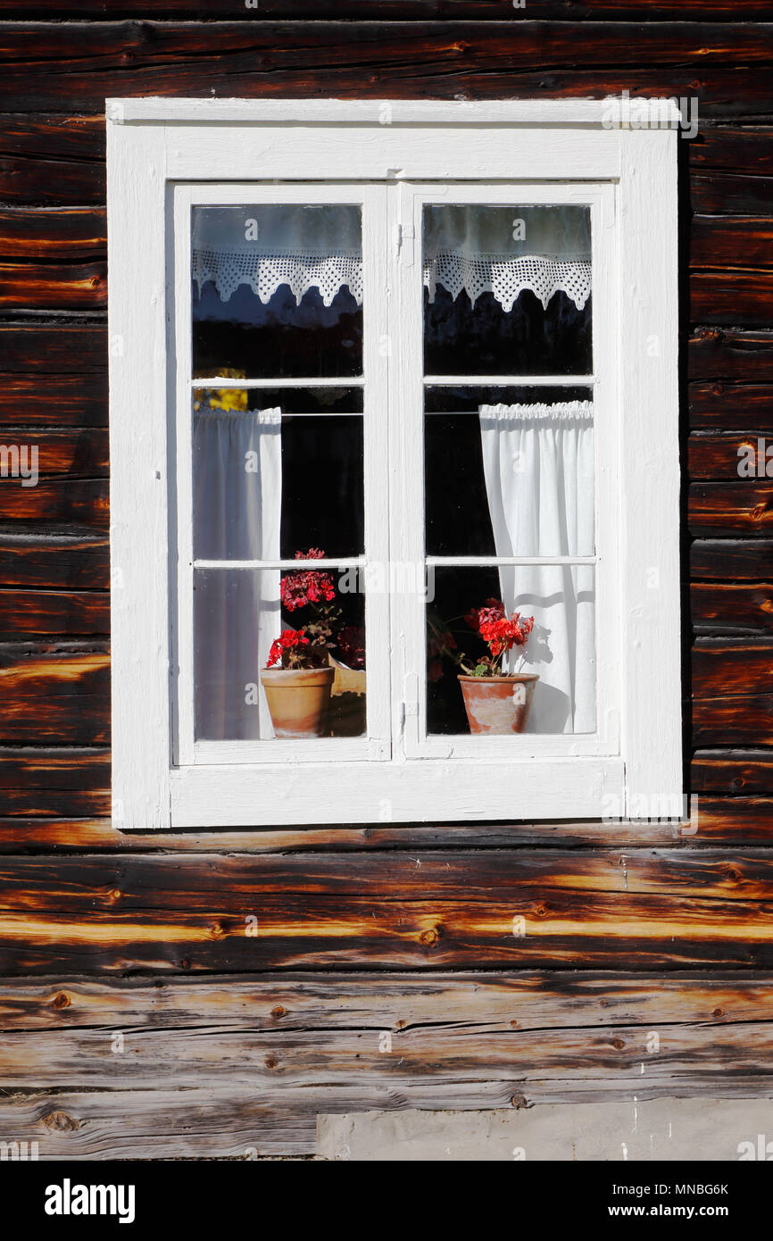 Two red flowers in pots inside the window. Stock Photo