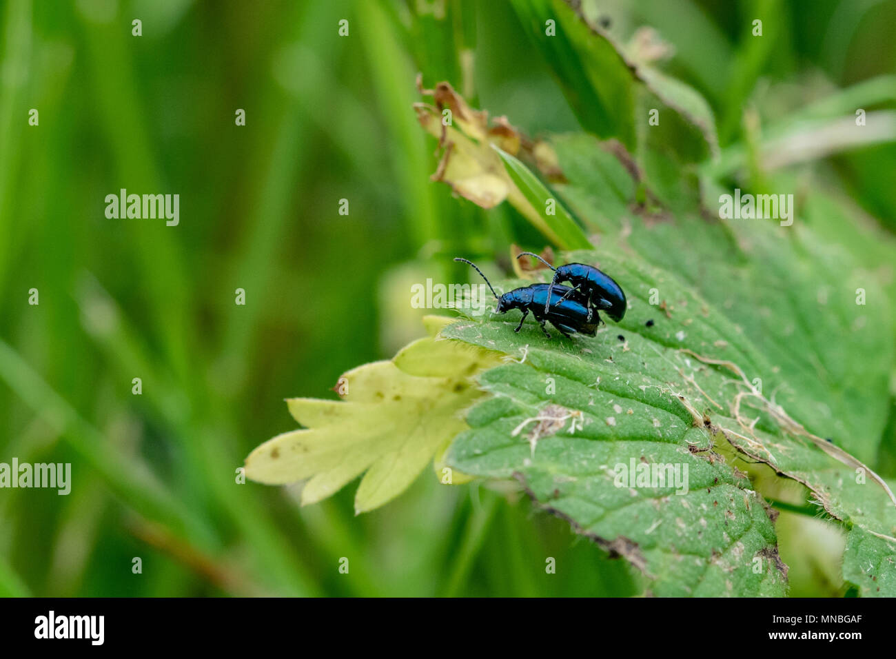 Mating pair of blue mint beetles Stock Photo Alamy