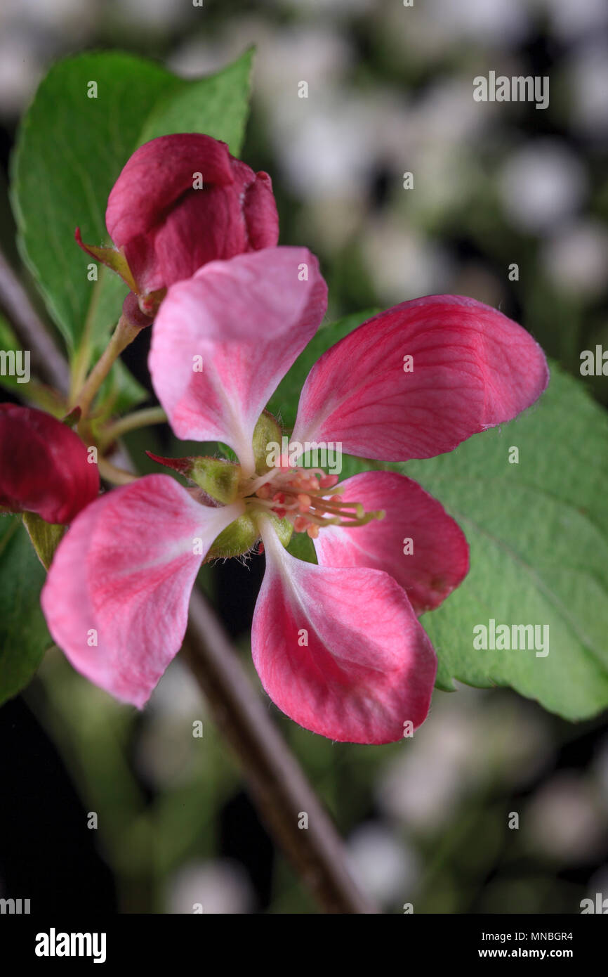 An isolated photo of the blossom from a crab apple tree Stock Photo Alamy