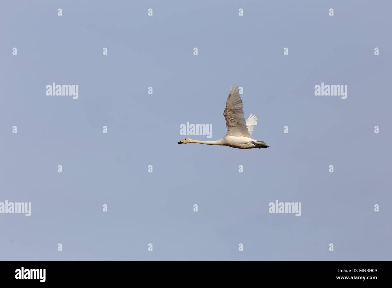 One flying whooper swan (cygnus cygnus). Stock Photo