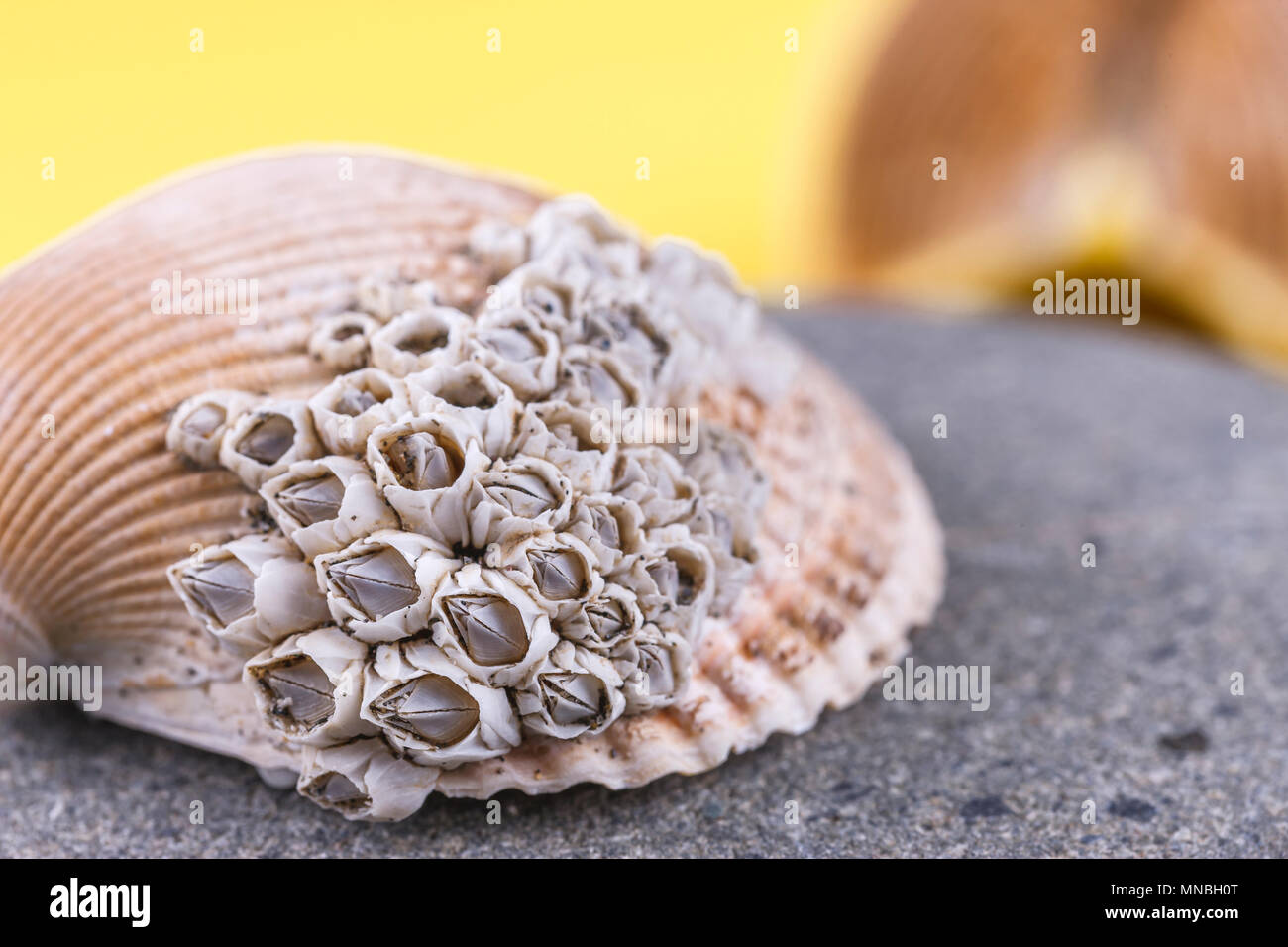 Close up of barnacles on a seashell in a studio image. Stock Photo