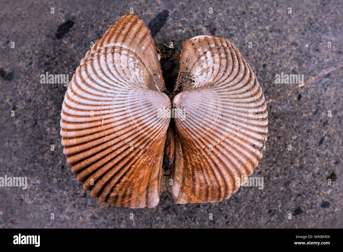 A close up of the details in this seashell on a rock Stock Photo - Alamy