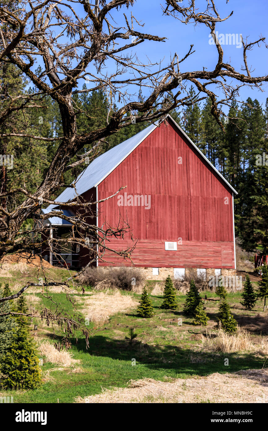 A bright red barn sets back on a little hill in north Idaho. Stock Photo
