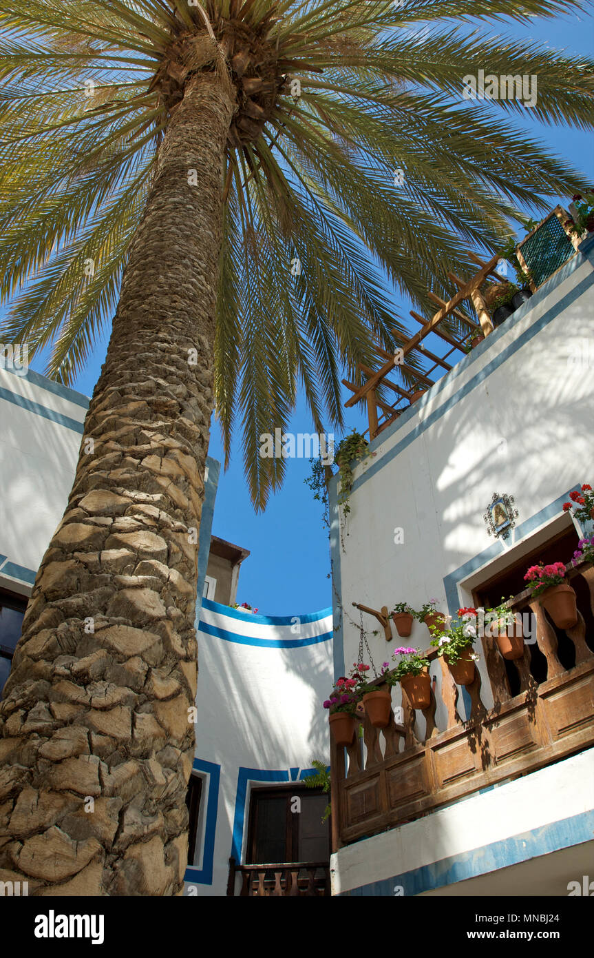 Huge palm growing between and over houses and providing shade in the city of Puerto de Mogan, Gran Canaria, Spain Stock Photo