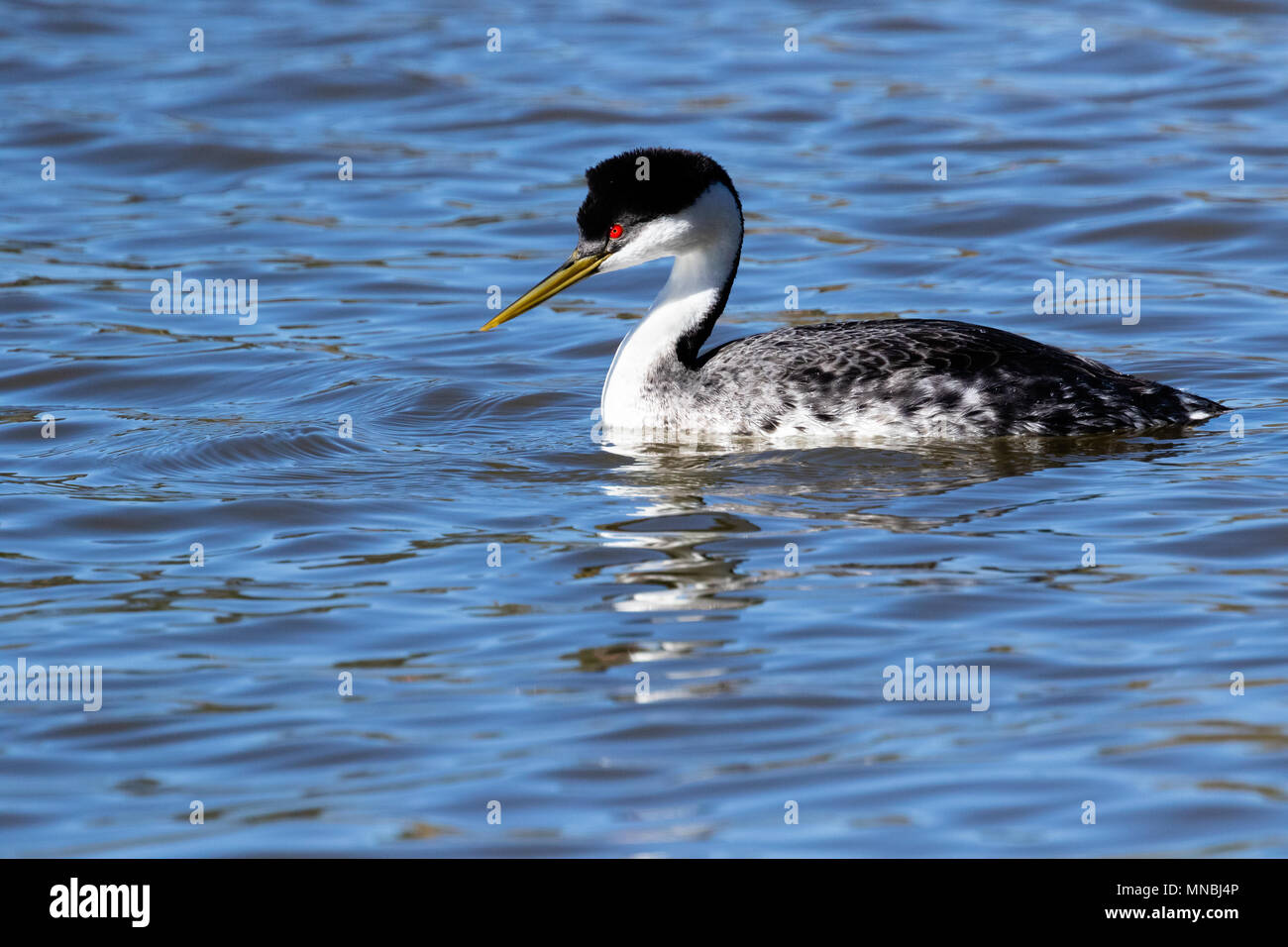 Upper klamath lake grebes hires stock photography and images Alamy