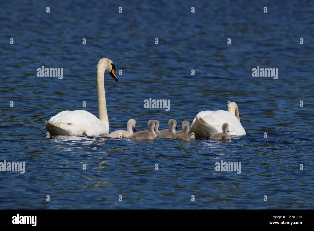 A family of mute swans Cygnus olor swimming together on a pond in Spring Stock Photo