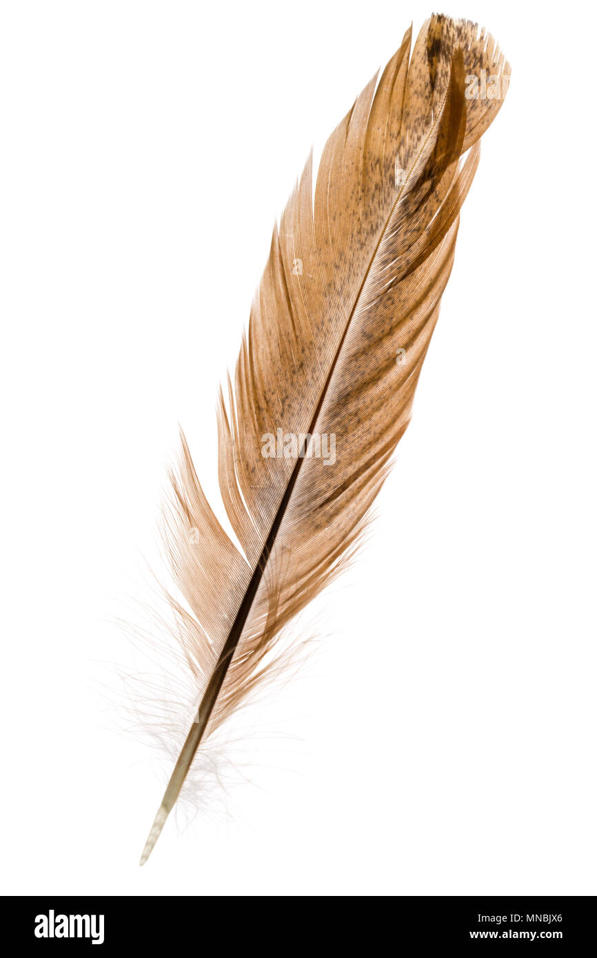Feather bird isolated on a white background Stock Photo - Alamy