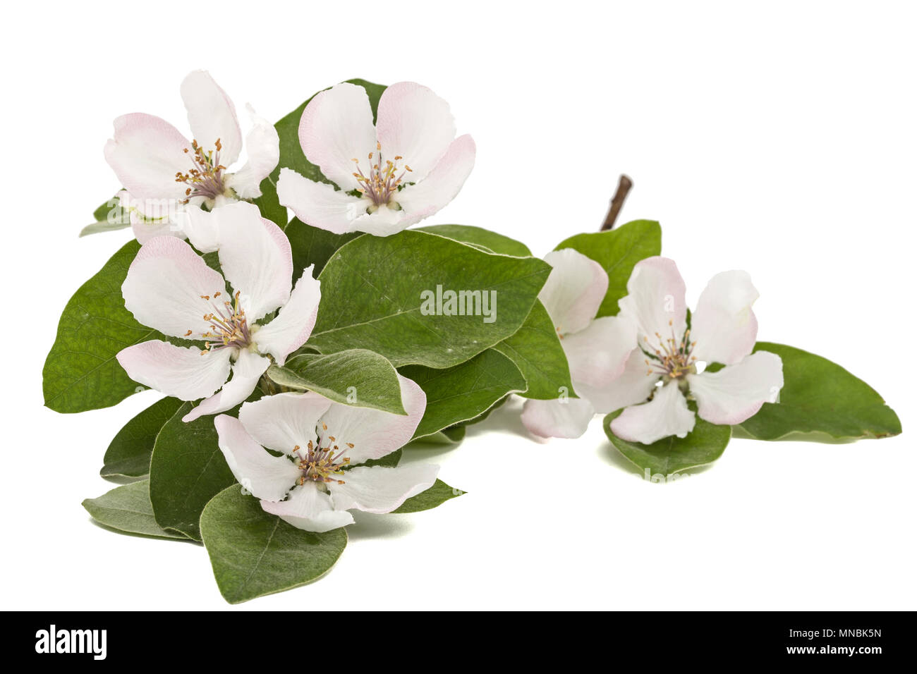Flowers of quince, isolated on a white background Stock Photo - Alamy