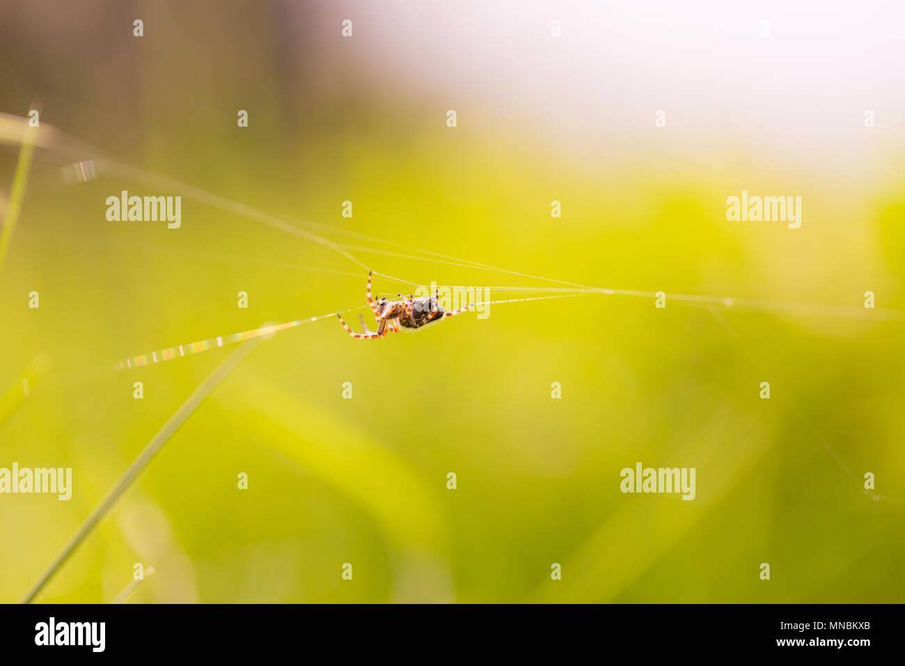Close up of garden spider sitting on his web. Springtime macro of ...
