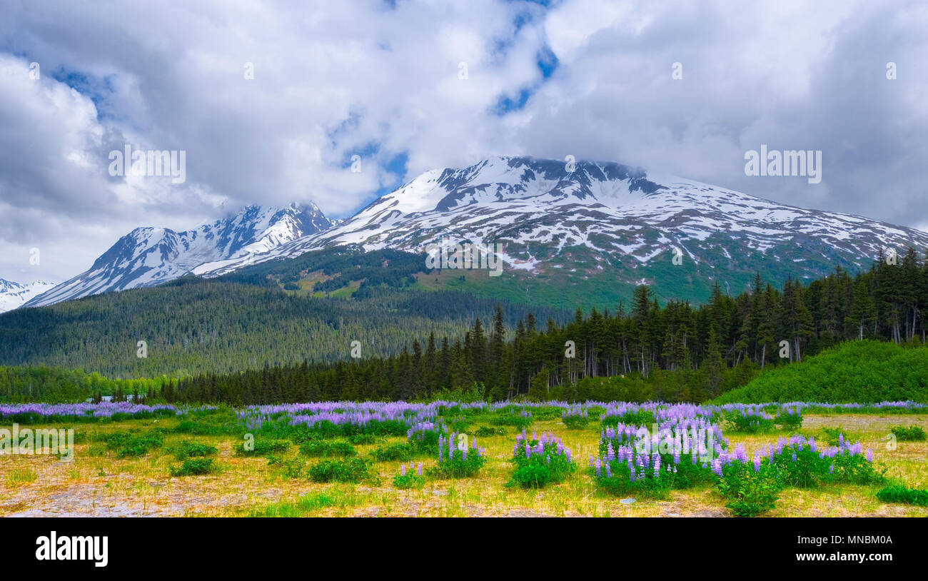Spring in Alaska's Chugach National Forest with wild lupine blooming in the foregraound of the Chugach Mountain range. Stock Photo