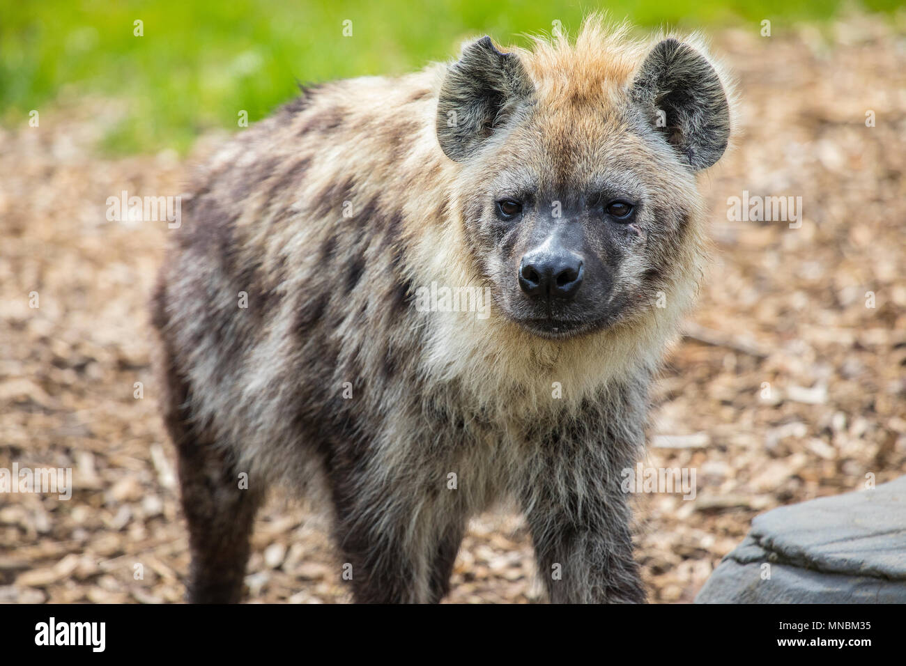 Close-up shot of a Hyena. There are only four different species of