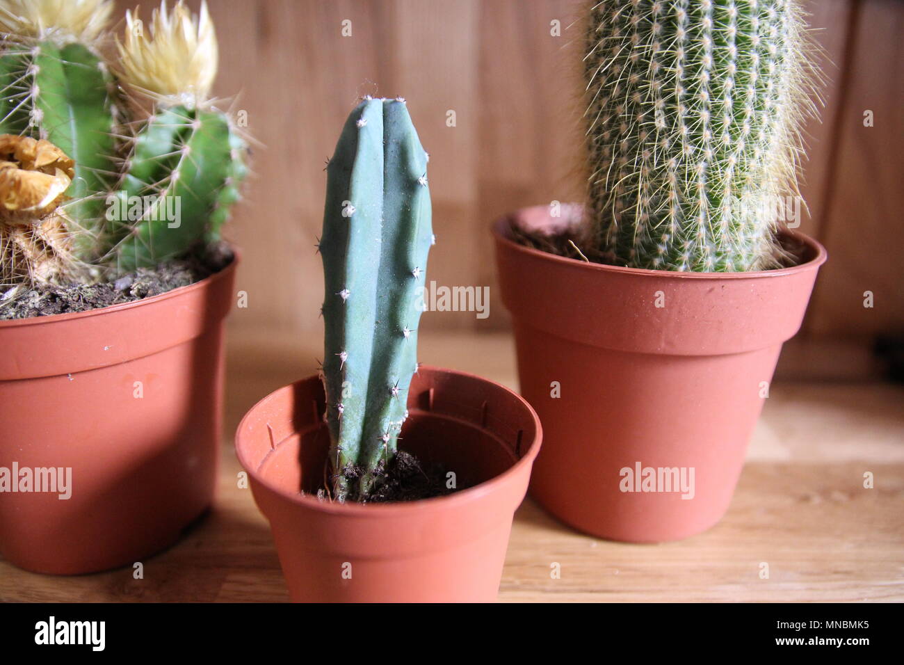 3 different types of cacti in brown pots Stock Photo