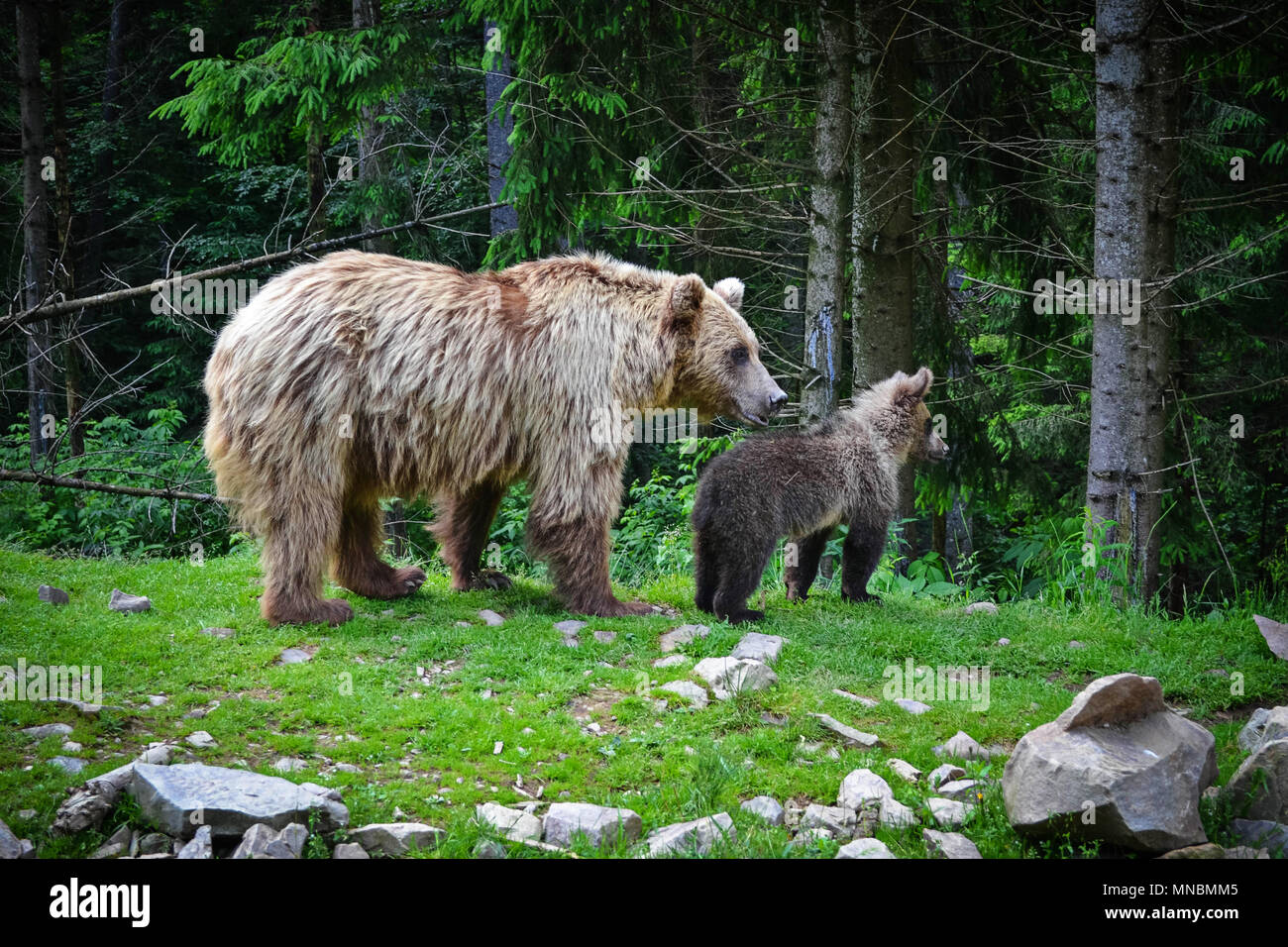 Brown bear mother and her cub hi-res stock photography and images - Alamy