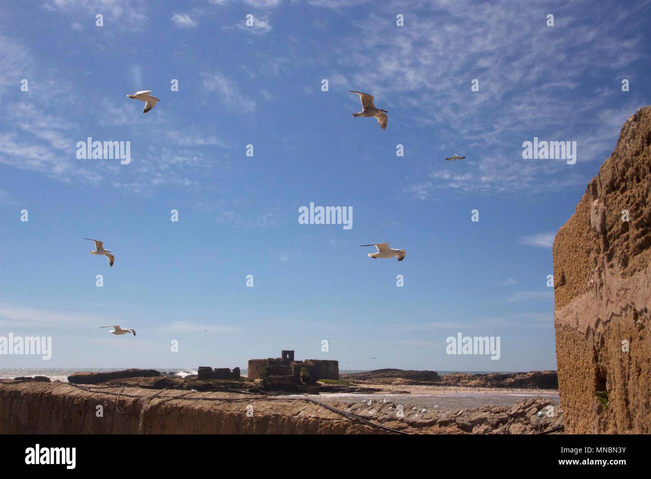 Circling gulls over Ile de Mogador (Mogador Island) which is off the coast of Essaouira, Morocco. The island is now a nature reserve. Stock Photo