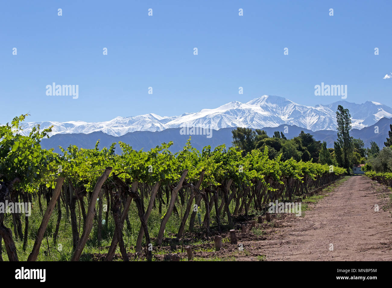 Mendoza Vineyard and Andes Mountains Stock Photo