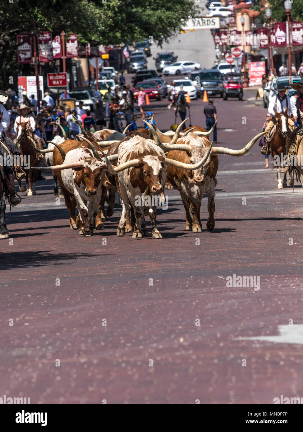 Longhorn Cattle Roundup Ft Worth Stockyards Stock Photo Alamy