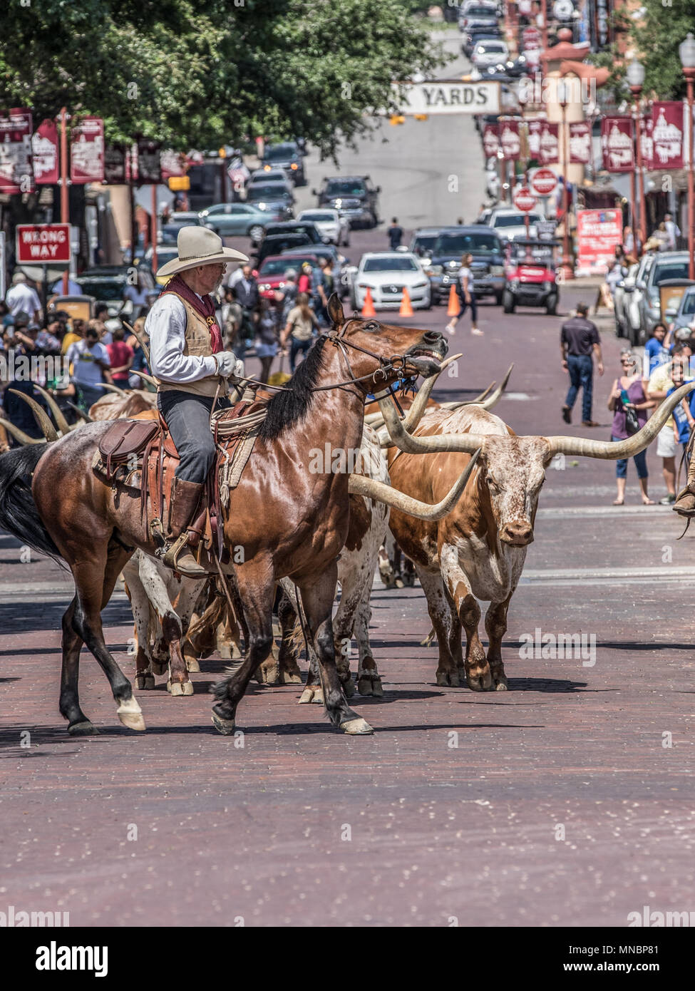 Longhorn Cattle Roundup Ft Worth Stockyards Stock Photo Alamy