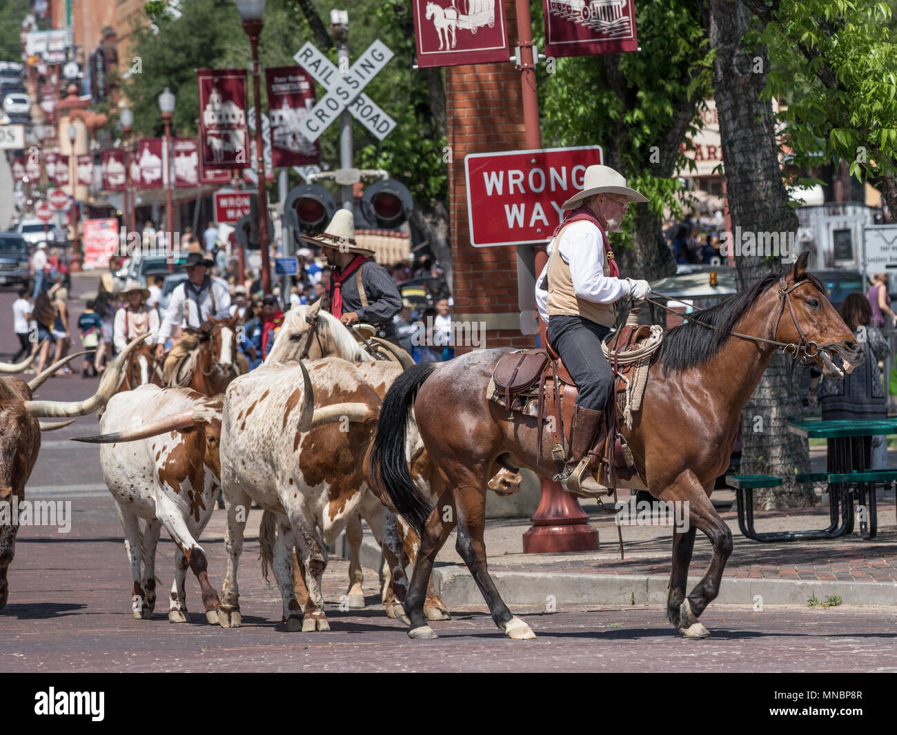Longhorn Cattle Roundup Ft Worth Stockyards Stock Photo Alamy