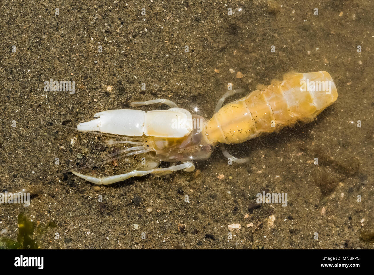 Ghost Shrimp, Neotrypaea californiensis, formerly Callianassa californiensis, burrowing in muddy sand along the shore of Puget Sound at Arcadia Point, Stock Photo