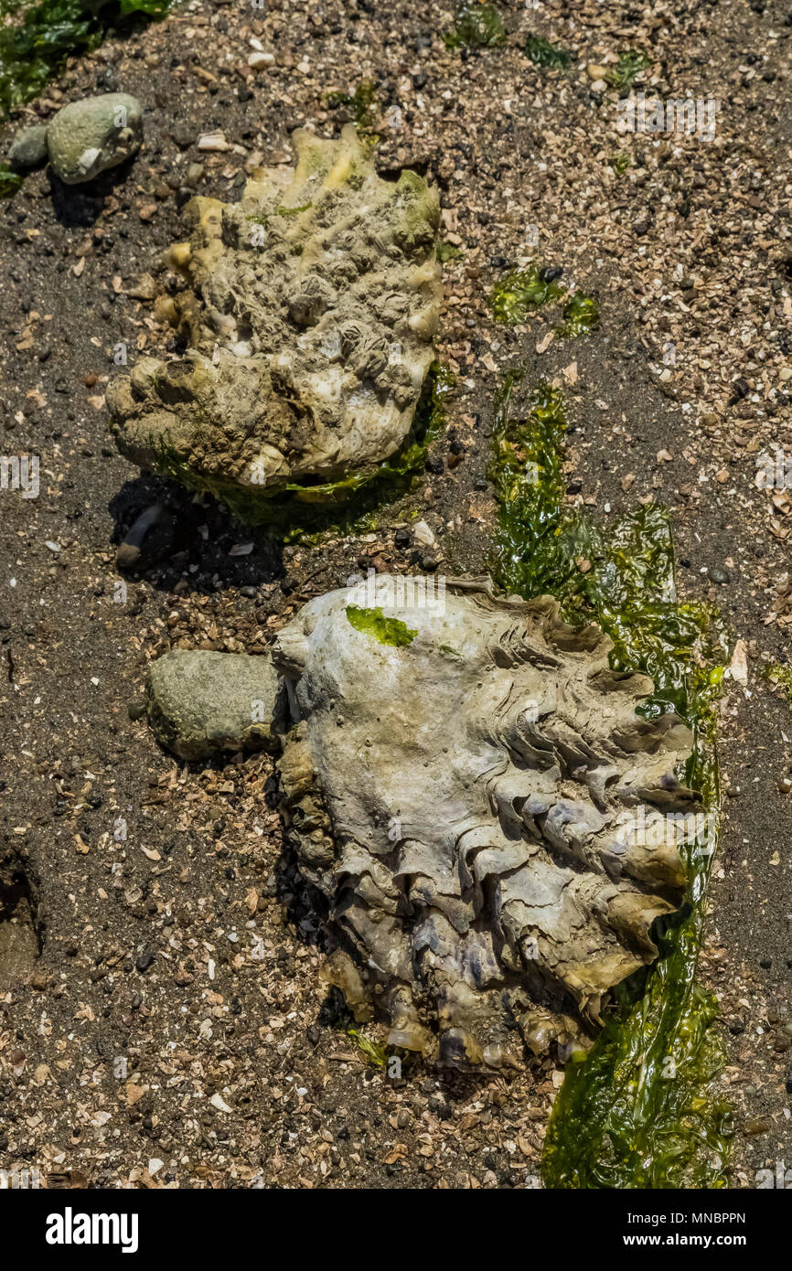 Pacific Oyster, Magallana gigas, aka Japanese Oyster and Crassostrea gigas, at low tide along the shore of Puget Sound at Arcadia Point, Mason County, Stock Photo
