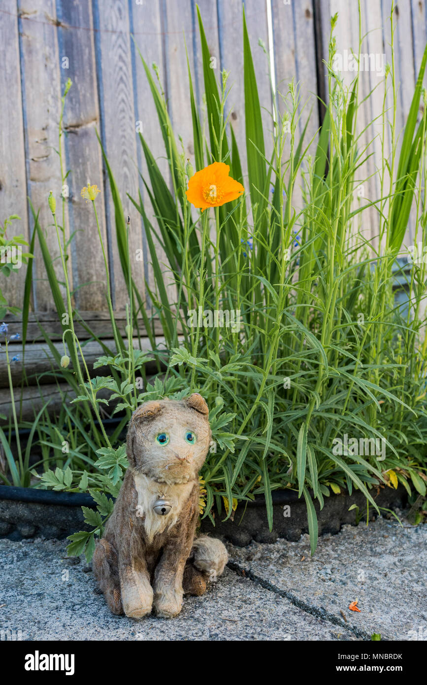 Collectible, Cat, toy, stuffed animal Stock Photo Alamy