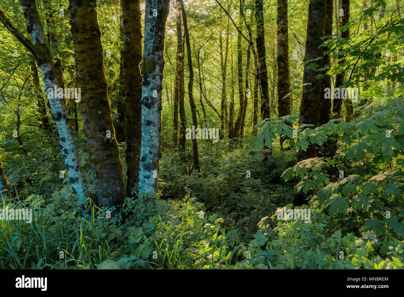 Mixed riparian forest habitat, Squamish Estuary, Squamish, British Columbia, Canada. Stock Photo
