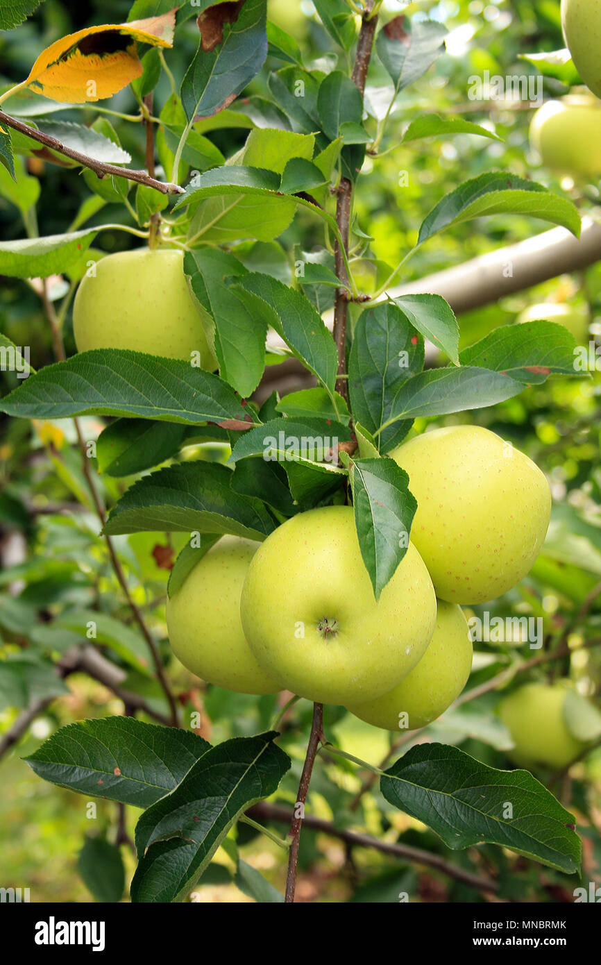 Green Granny Smith apples in a tree in vertical formats In ripe apple